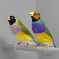 Papugi w pokoju Dyrekcji
