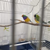 Papugi w klatce